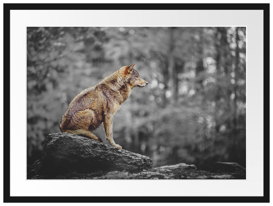 Wolf sitzt auf einem Stein im Herbstwald B&W Detail Passepartout Rechteckig 80