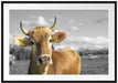 Neugierige Kuh auf Weide im Allgäu B&W Detail Passepartout Rechteckig 100