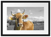 Neugierige Kuh auf Weide im Allgäu B&W Detail Passepartout Rechteckig 40