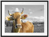 Neugierige Kuh auf Weide im Allgäu B&W Detail Passepartout Rechteckig 80