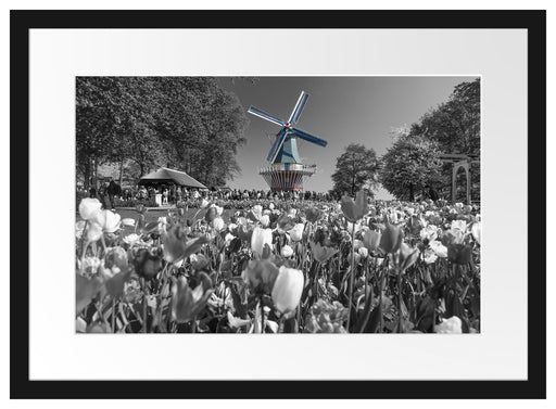 Holländisches Tulpenmeer vor Windmühle B&W Detail Passepartout Rechteckig 40
