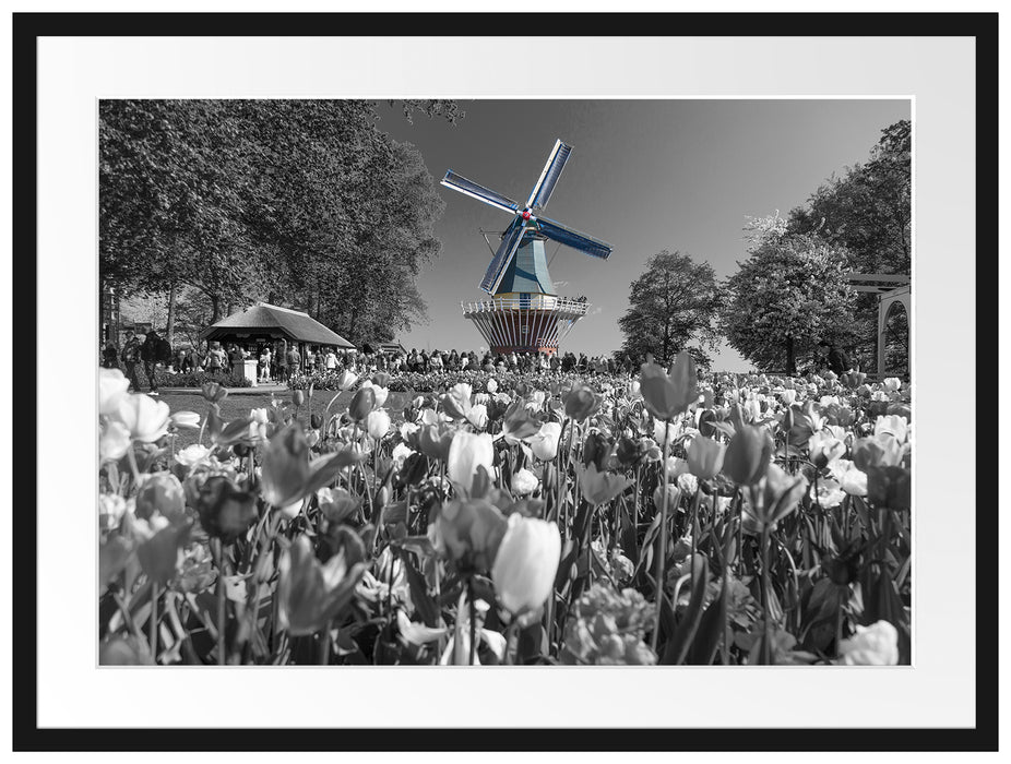 Holländisches Tulpenmeer vor Windmühle B&W Detail Passepartout Rechteckig 80