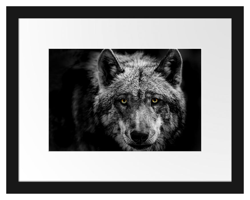 Pixxprint Nahaufnahme Wolf mit gelben Augen B&W Detail, im Galerie-Passepartout Bilderrahmen