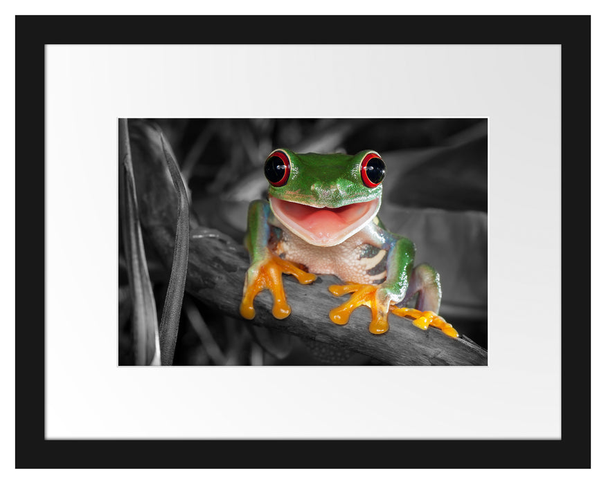 Pixxprint Lachender Frosch mit roten Augen auf Ast B&W Detail, im Galerie-Passepartout Bilderrahmen