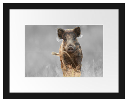 Neugieriges Wildschwein auf einem Feld B&W Detail Passepartout Rechteckig 30