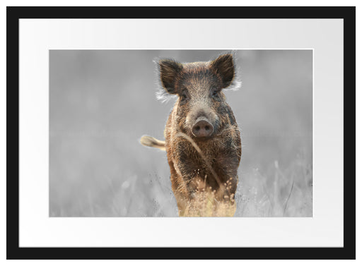 Neugieriges Wildschwein auf einem Feld B&W Detail Passepartout Rechteckig 40