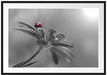 Merienkäfer auf roter Blüte Nahaufnahme B&W Detail Passepartout Rechteckig 100