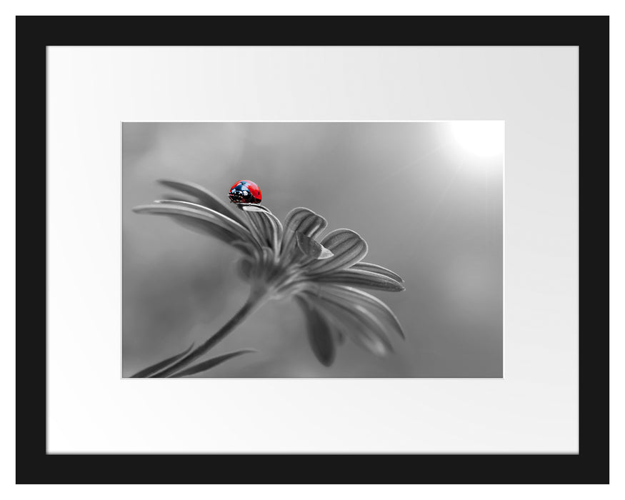 Pixxprint Merienkäfer auf roter Blüte Nahaufnahme B&W Detail, im Galerie-Passepartout Bilderrahmen