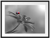 Merienkäfer auf roter Blüte Nahaufnahme B&W Detail Passepartout Rechteckig 80