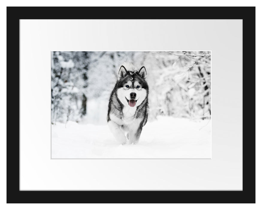 Pixxprint Sibirischer Husky im Winterwald B&W Detail, im Galerie-Passepartout Bilderrahmen