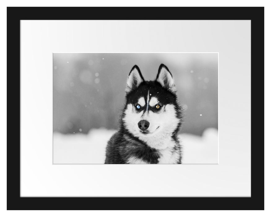 Pixxprint Husky mit unterschiedlichen Augenfarben B&W Detail, im Galerie-Passepartout Bilderrahmen