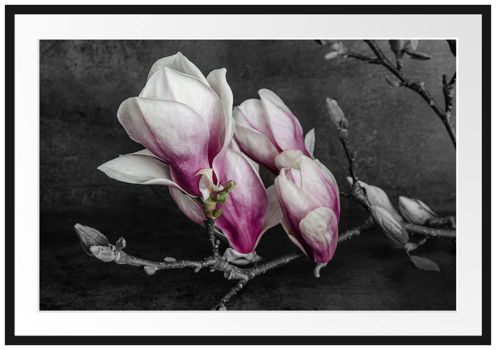 Aufblühende Magnolie isoliert B&W Detail Passepartout Rechteckig 100