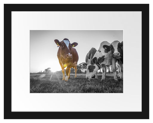 Kühe grasen auf Wiese bei Sonnenuntergang B&W Detail Passepartout Rechteckig 30
