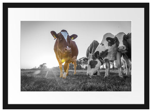 Kühe grasen auf Wiese bei Sonnenuntergang B&W Detail Passepartout Rechteckig 40