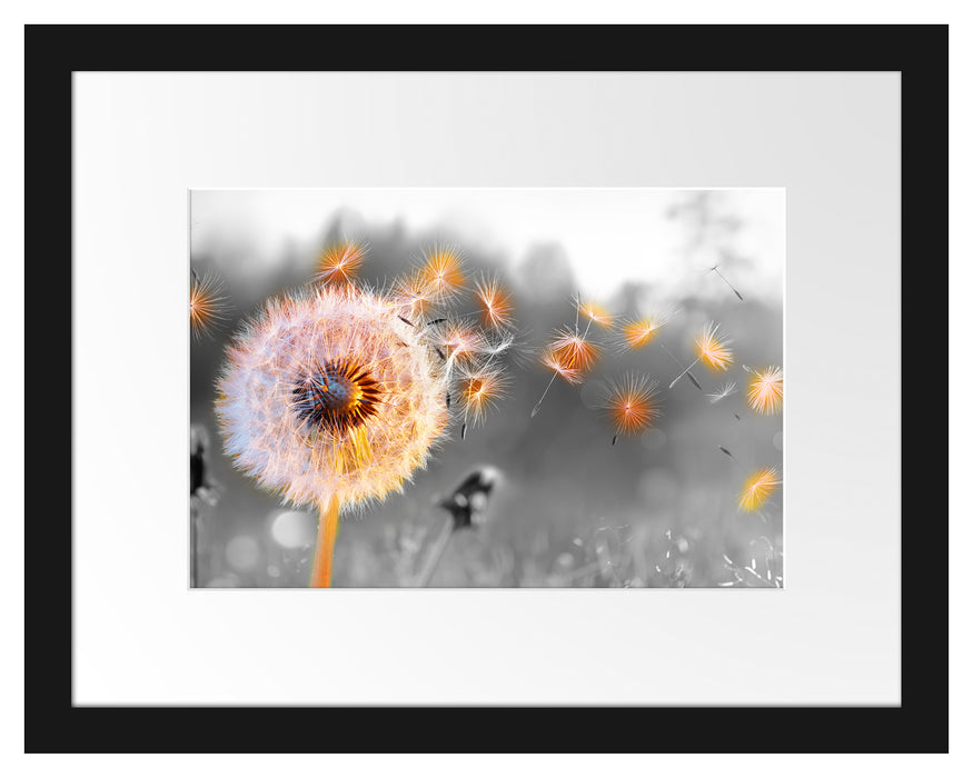 Pixxprint Nahaufnahme Pusteblume Sonnenuntergang B&W Detail, im Galerie-Passepartout Bilderrahmen