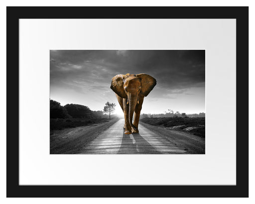 Elefant frontal auf Straße laufend B&W Detail Passepartout Rechteckig 30