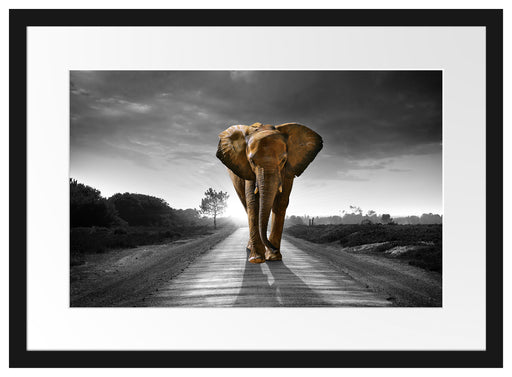 Elefant frontal auf Straße laufend B&W Detail Passepartout Rechteckig 40