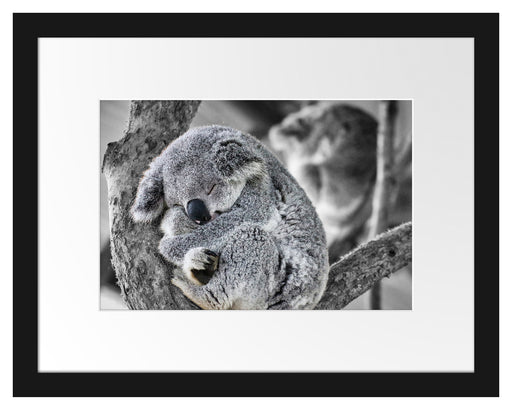 Koala schläft eingekuschelt im Baum B&W Detail Passepartout Rechteckig 30