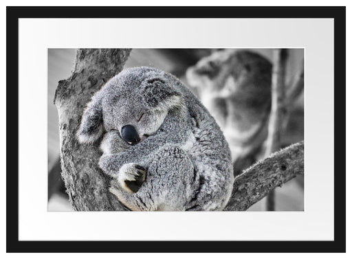 Koala schläft eingekuschelt im Baum B&W Detail Passepartout Rechteckig 40