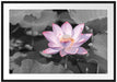 Rosa blühender Lotus Nahaufnahme B&W Detail Passepartout Rechteckig 100