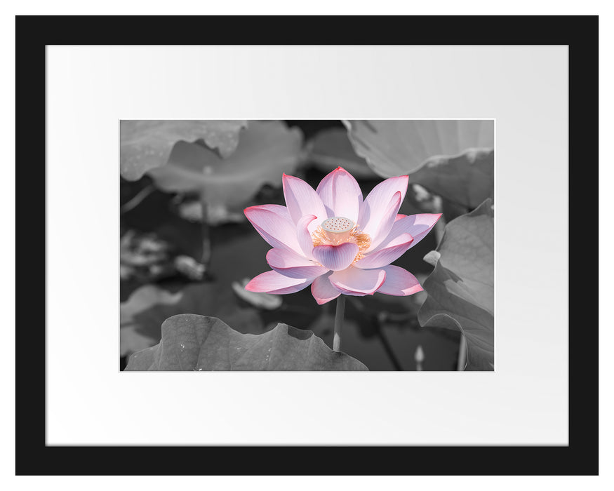 Pixxprint Rosa blühender Lotus Nahaufnahme B&W Detail, im Galerie-Passepartout Bilderrahmen