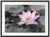 Rosa blühender Lotus Nahaufnahme B&W Detail Passepartout Rechteckig 80