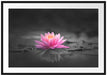 Leuchtende Lotusblüte auf grauer Pfütze B&W Detail Passepartout Rechteckig 100