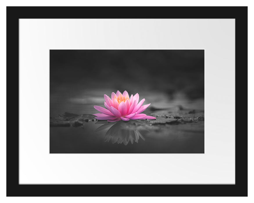 Pixxprint Leuchtende Lotusblüte auf grauer Pfütze B&W Detail, im Galerie-Passepartout Bilderrahmen