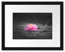 Leuchtende Lotusblüte auf grauer Pfütze B&W Detail Passepartout Rechteckig 30