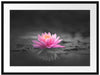 Leuchtende Lotusblüte auf grauer Pfütze B&W Detail Passepartout Rechteckig 80