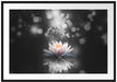 Magische Lotusblüte mit Glitzerstaub B&W Detail Passepartout Rechteckig 100