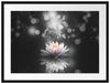 Magische Lotusblüte mit Glitzerstaub B&W Detail Passepartout Rechteckig 80