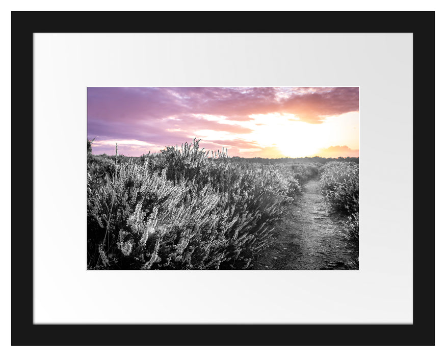 Pixxprint Lavendellandschaft bei Sonnenuntergang B&W Detail, im Galerie-Passepartout Bilderrahmen