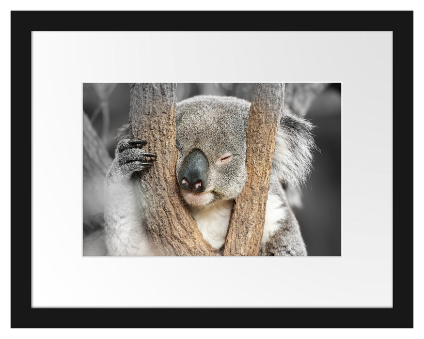 Pixxprint Koala schläft mit Kopf in Astgabel B&W Detail, im Galerie-Passepartout Bilderrahmen