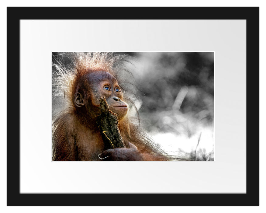 Pixxprint Orang-Utan Baby spielt mit Stock B&W Detail, im Galerie-Passepartout Bilderrahmen