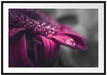 Nahaufnahme Tropfen auf lila Blume B&W Detail Passepartout Rechteckig 100