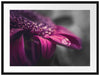 Nahaufnahme Tropfen auf lila Blume B&W Detail Passepartout Rechteckig 80
