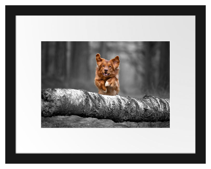 Pixxprint Hund springt über Baumstamm im Wald B&W Detail, im Galerie-Passepartout Bilderrahmen