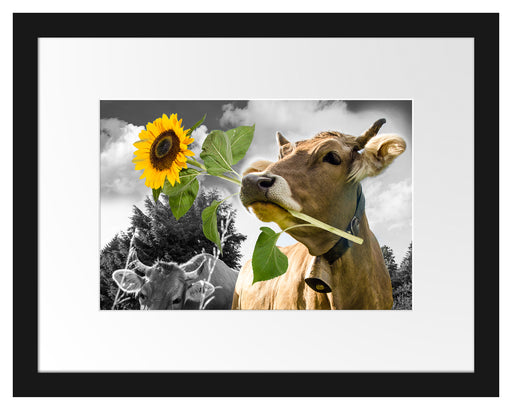 Nahaufnahme Kuh mit Sonnenblume im Maul B&W Detail Passepartout Rechteckig 30