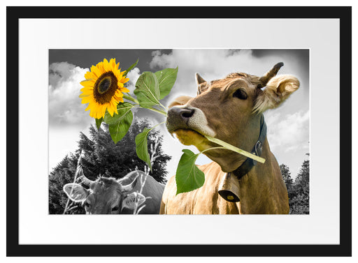 Nahaufnahme Kuh mit Sonnenblume im Maul B&W Detail Passepartout Rechteckig 40