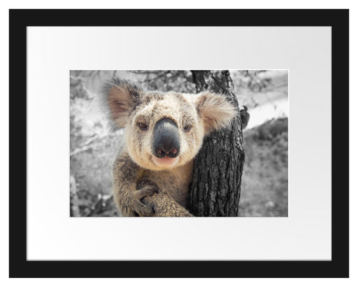 Neugieriger Koala am Baum Nahaufnahme B&W Detail Passepartout Rechteckig 30