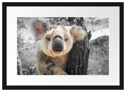 Neugieriger Koala am Baum Nahaufnahme B&W Detail Passepartout Rechteckig 40