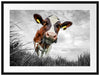 Nahaufnahme Grasende Kuh auf Weide B&W Detail Passepartout Rechteckig 80