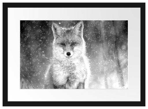 Roter Fuchs im Winter, Monochrome Passepartout Rechteckig 40