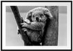 Schlafender Koala im Baum, Monochrome Passepartout Rechteckig 100