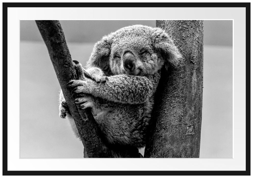 Schlafender Koala im Baum, Monochrome Passepartout Rechteckig 100