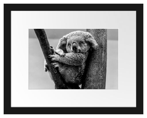 Schlafender Koala im Baum, Monochrome Passepartout Rechteckig 30