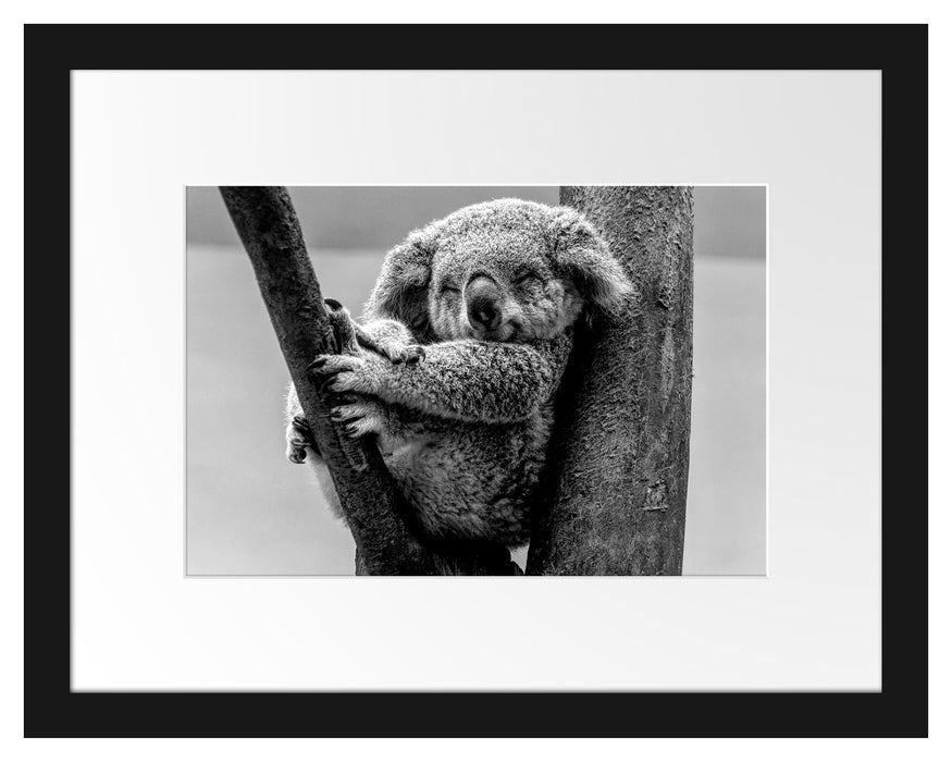 Pixxprint Schlafender Koala im Baum, Monochrome, im Galerie-Passepartout Bilderrahmen