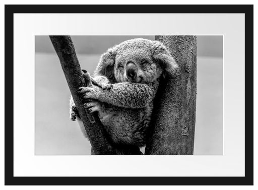 Schlafender Koala im Baum, Monochrome Passepartout Rechteckig 40