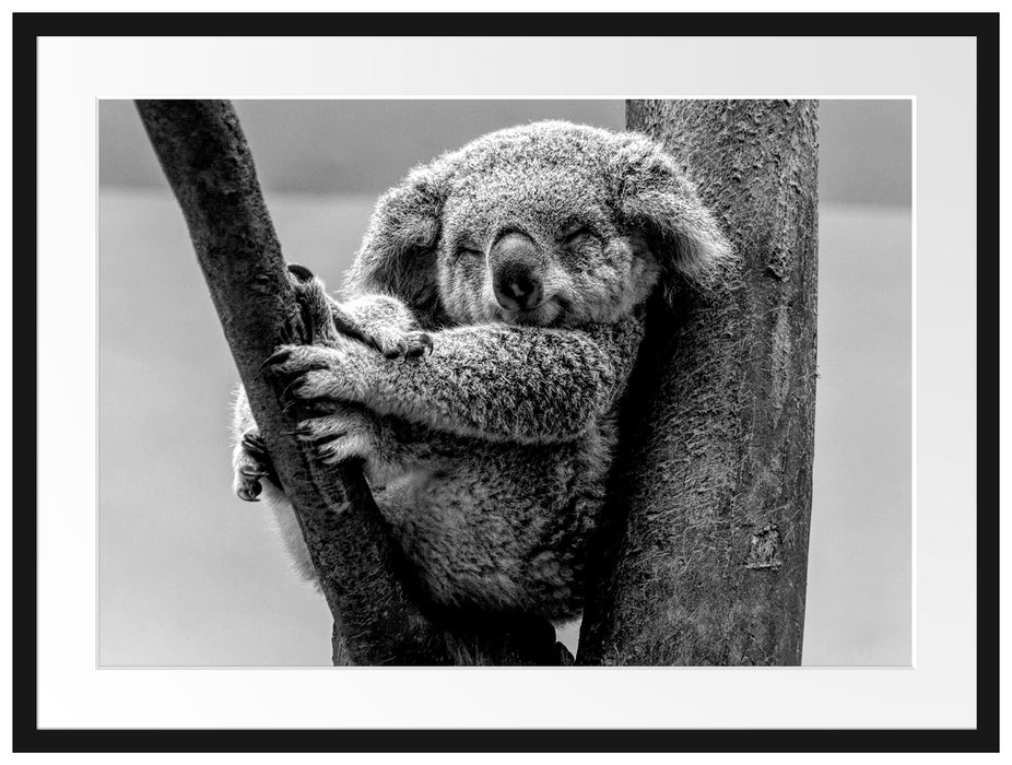 Schlafender Koala im Baum, Monochrome Passepartout Rechteckig 80